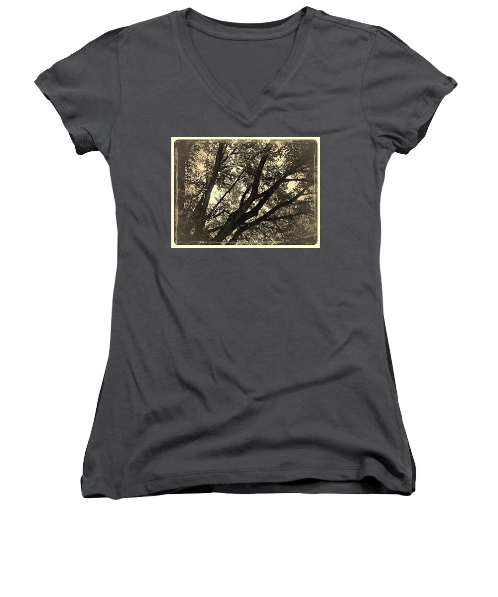 Trees Women's V-Neck featuring the photograph Early Light by Frank J Casella