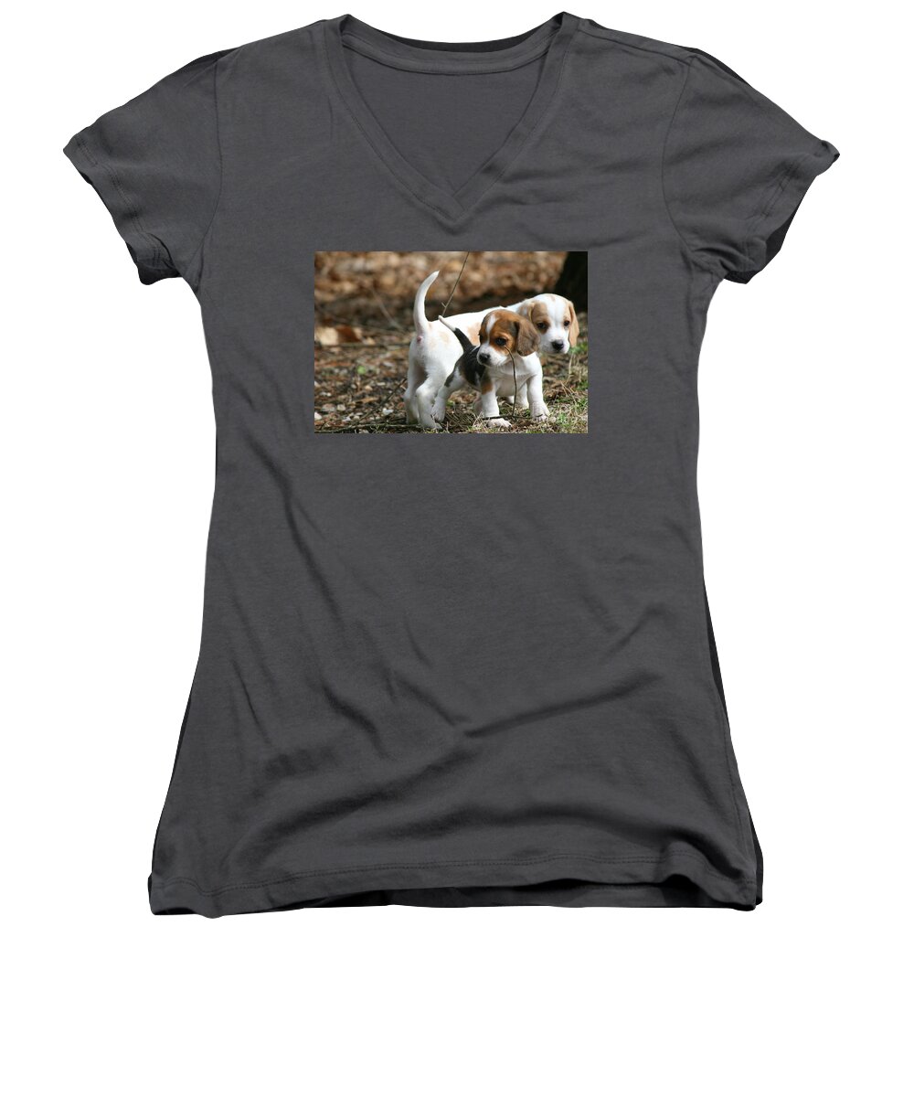 Beagle Puppy Women's V-Neck featuring the photograph Exploring Beagle Pups by Neal Eslinger