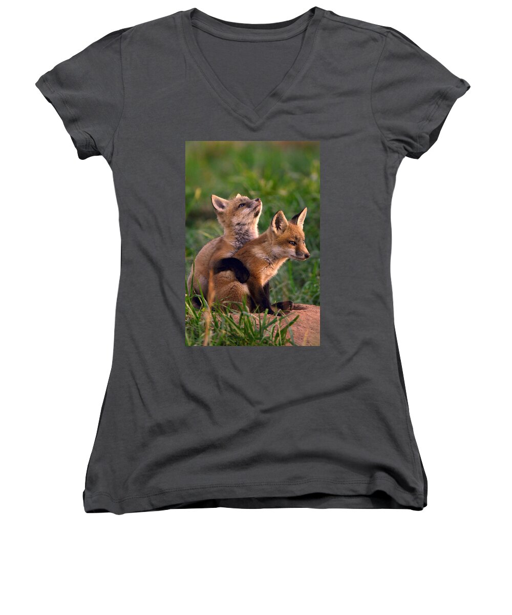 Fox Women's V-Neck featuring the photograph Fox Cub Buddies by William Jobes