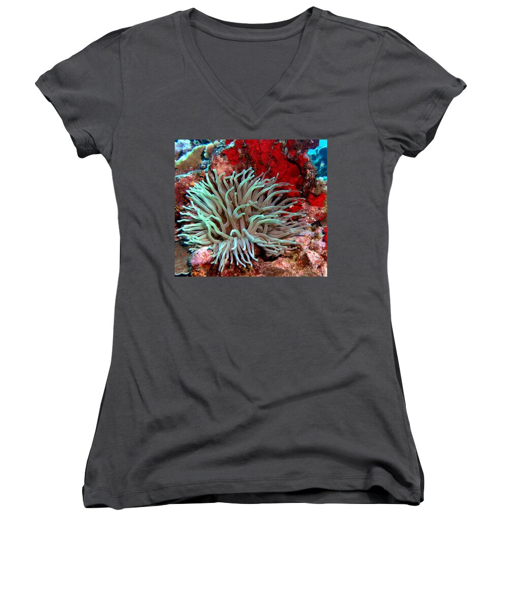 Nature Women's V-Neck featuring the photograph Giant Green Sea Anemone against Red Coral by Amy McDaniel