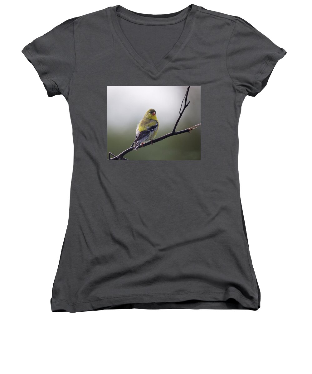 Goldfinch Women's V-Neck featuring the photograph Goldfinch molting to breeding colors by Sue Capuano