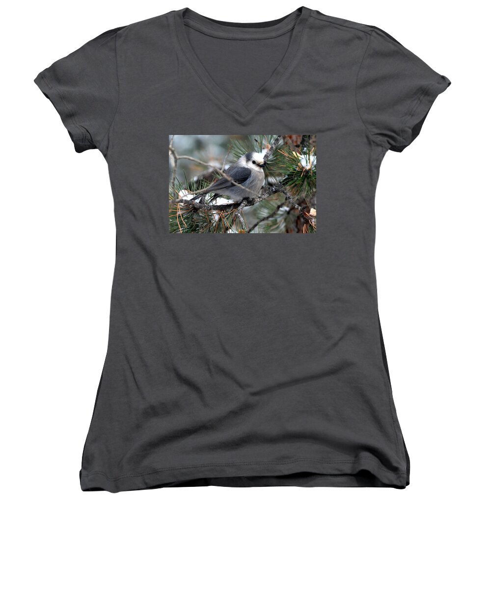 Colorado Women's V-Neck featuring the photograph Gray Jay on a Snowy Pine by Marilyn Burton