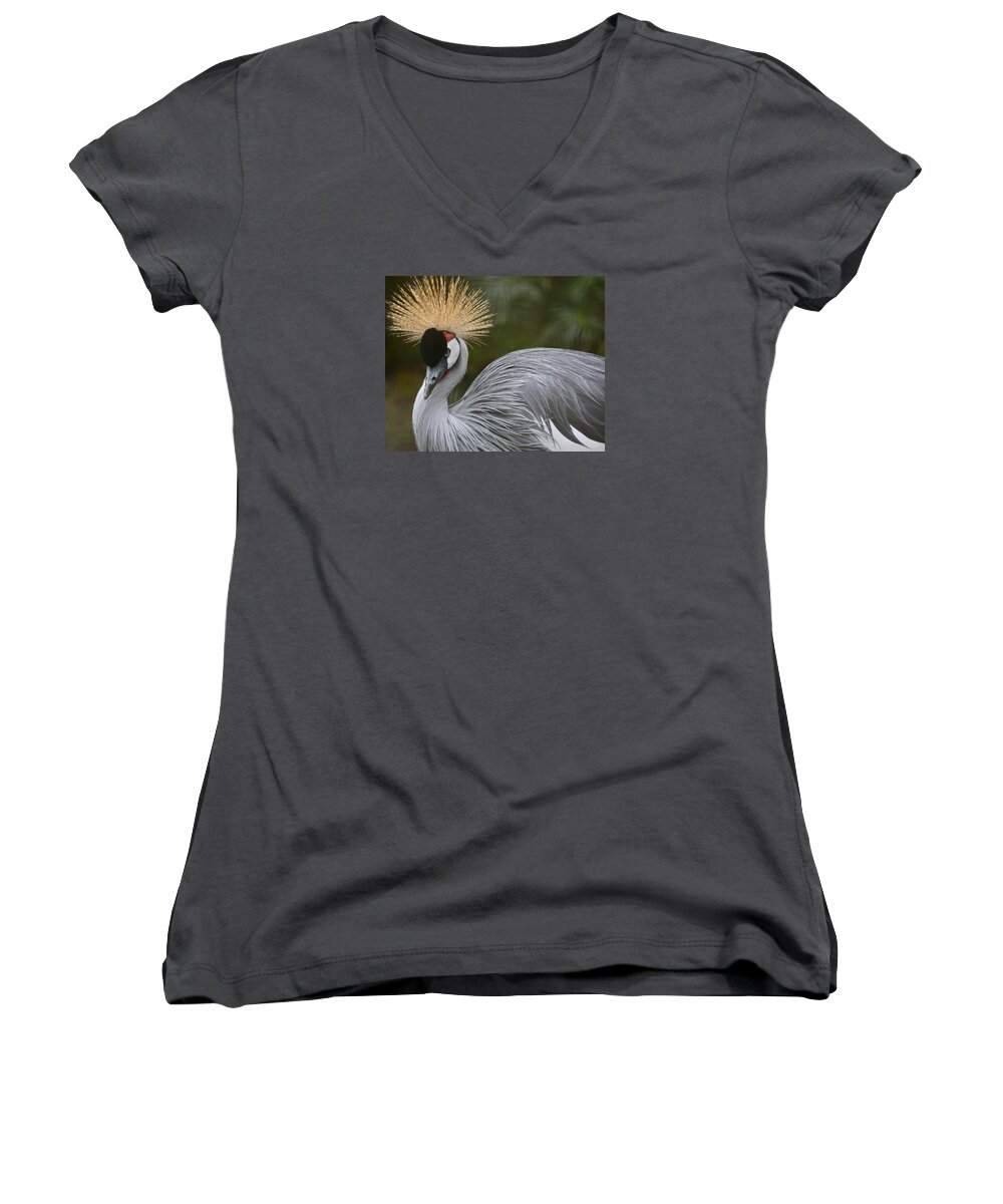 Bird Women's V-Neck featuring the photograph Grey Crowned Crane by Venetia Featherstone-Witty