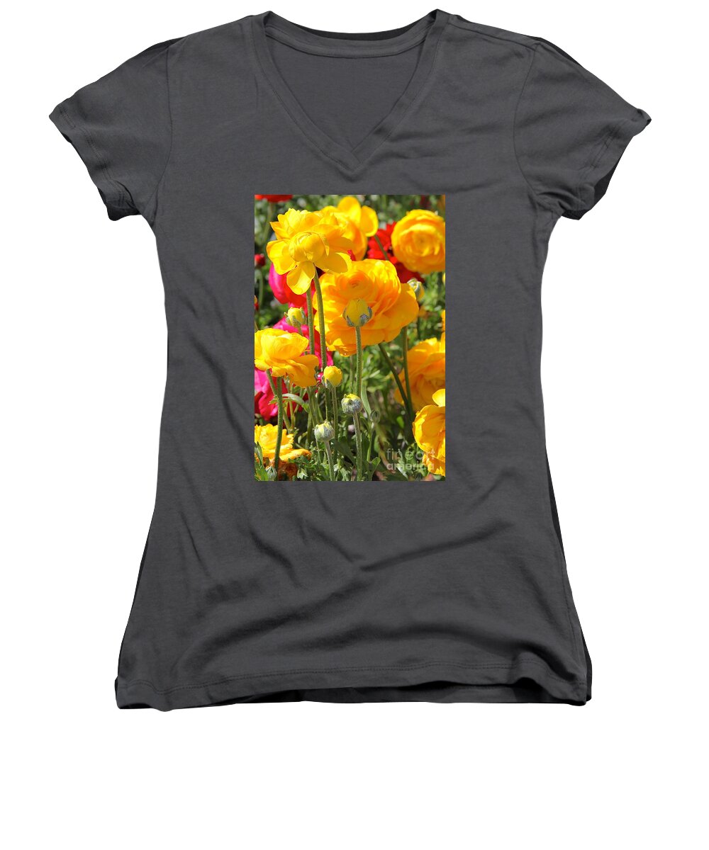 California Yellow Flowers Women's V-Neck featuring the photograph Growth of a Ranunculus by Suzanne Oesterling