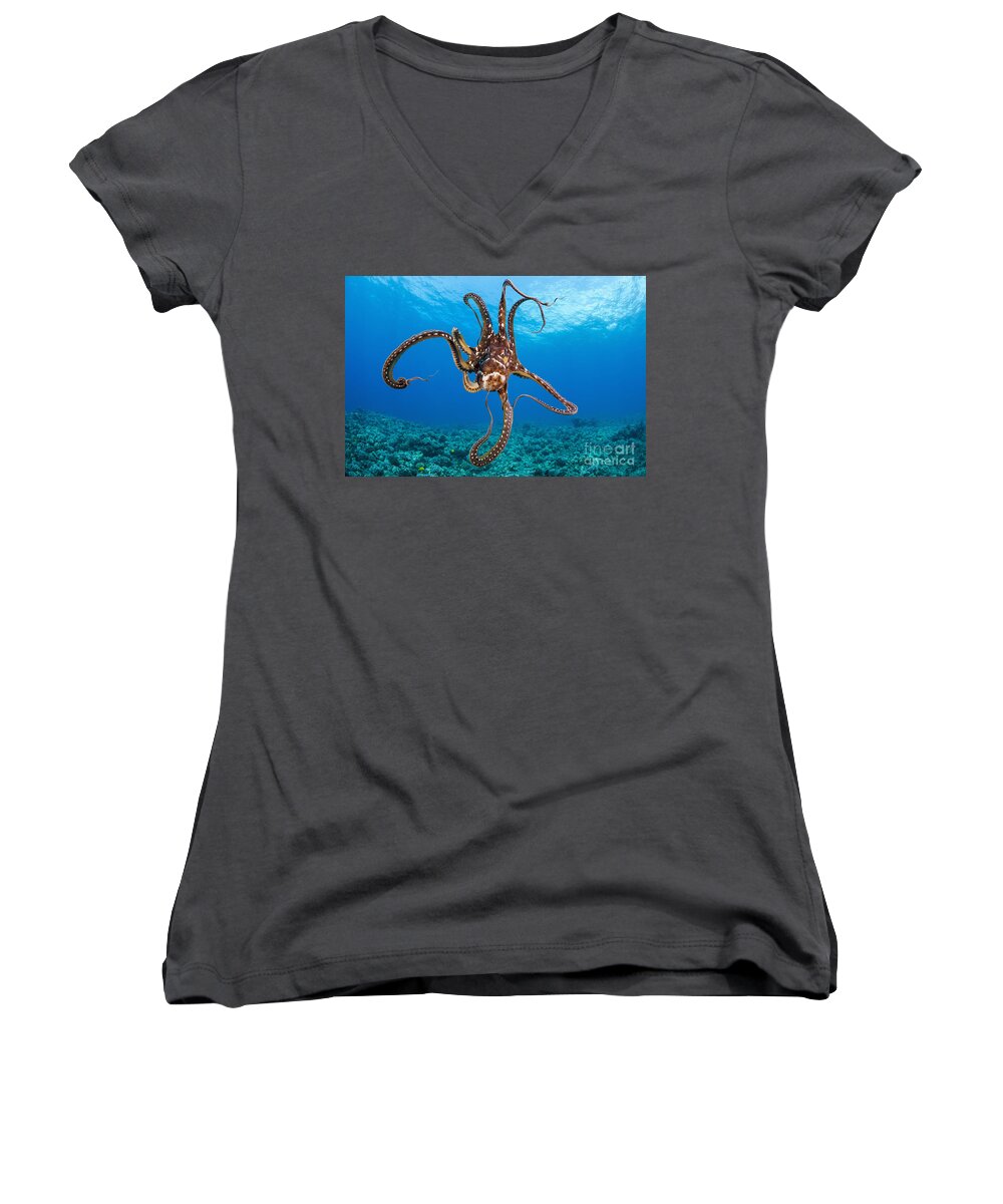 Blue Women's V-Neck featuring the photograph Hawaii, Day Octopus _Octopus Cyanea_. by Dave Fleetham