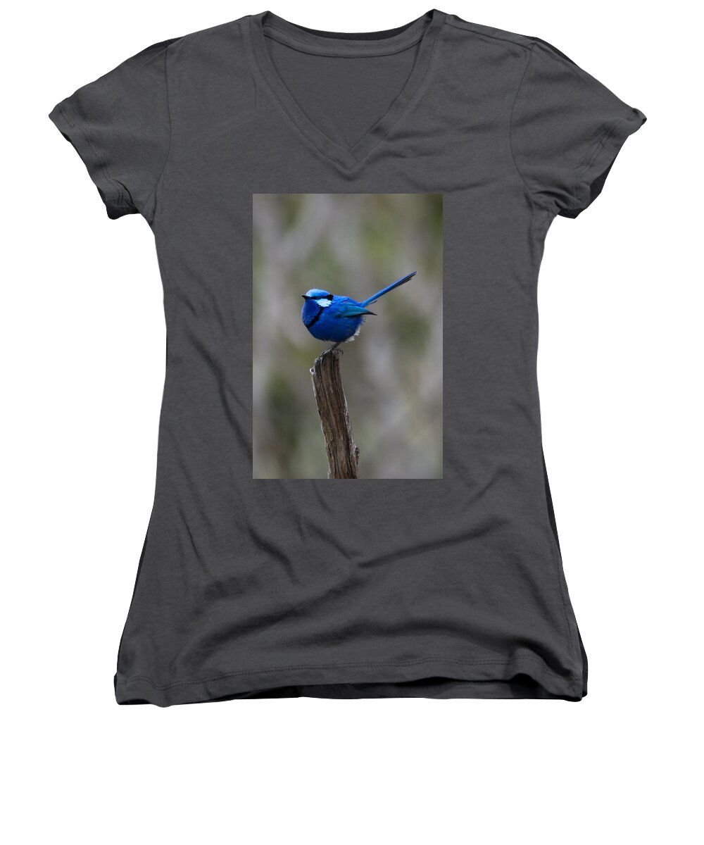 Blue Wren Women's V-Neck featuring the photograph In The Sun by Robert Caddy