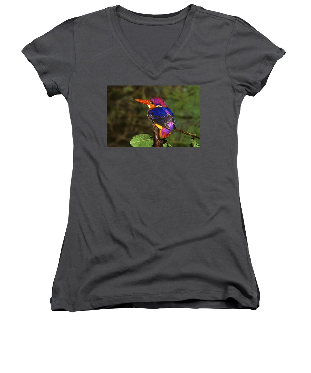 Multi Colored; Vibrant Color; Branch; Perching; No People; Horizontal; Outdoors; Day; Full Length; One Animal; Wildlife; Three-toed Kingfisher; India Women's V-Neck featuring the photograph India Three Toed Kingfisher by Anonymous
