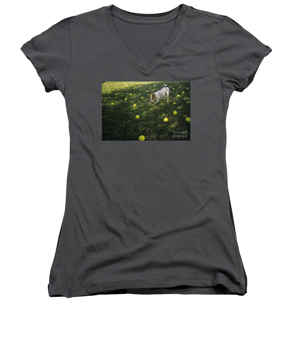 Jack Russell Terrier Women's V-Neck featuring the photograph Jack Russell Terrier tennis balls by Jim Corwin
