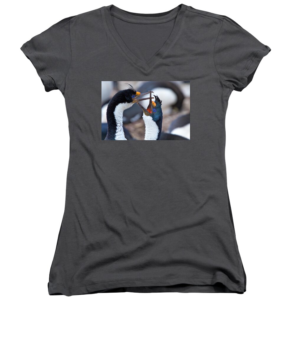 Falkland Islands Women's V-Neck featuring the photograph King Cormorants by David Beebe