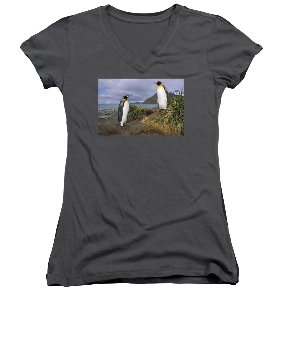 Feb0514 Women's V-Neck featuring the photograph King Penguins In Tussock Grass Gold by Tui De Roy