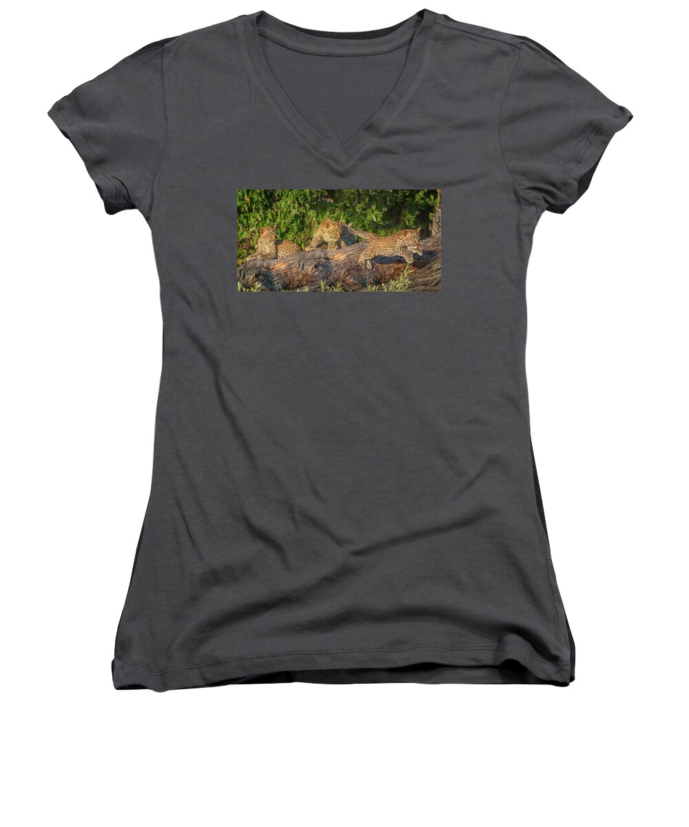 Africa Women's V-Neck featuring the photograph Leopard Cub Learning to Fly by Sylvia J Zarco