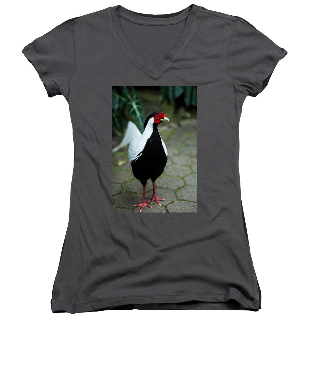 Look Women's V-Neck featuring the photograph Male Silver pheasant by Eti Reid