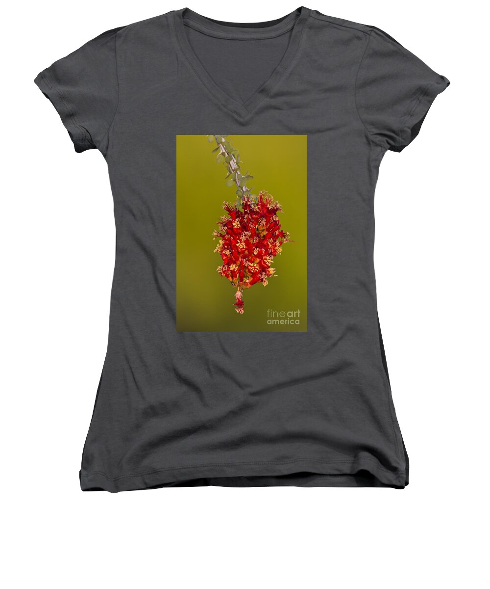 Plant Women's V-Neck featuring the photograph Ocotillo flower by Bryan Keil
