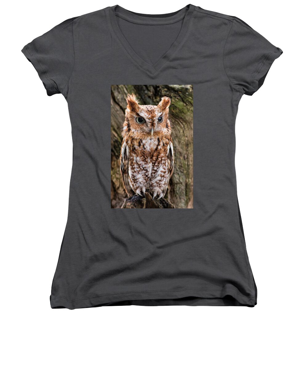Owl Women's V-Neck featuring the photograph On Alert by Dale Kincaid