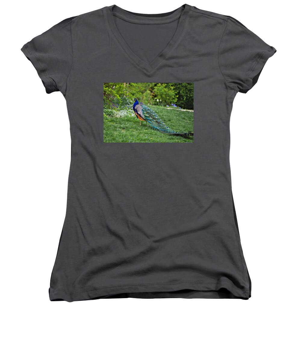 Animal Women's V-Neck featuring the photograph Peacock by Ivan Slosar