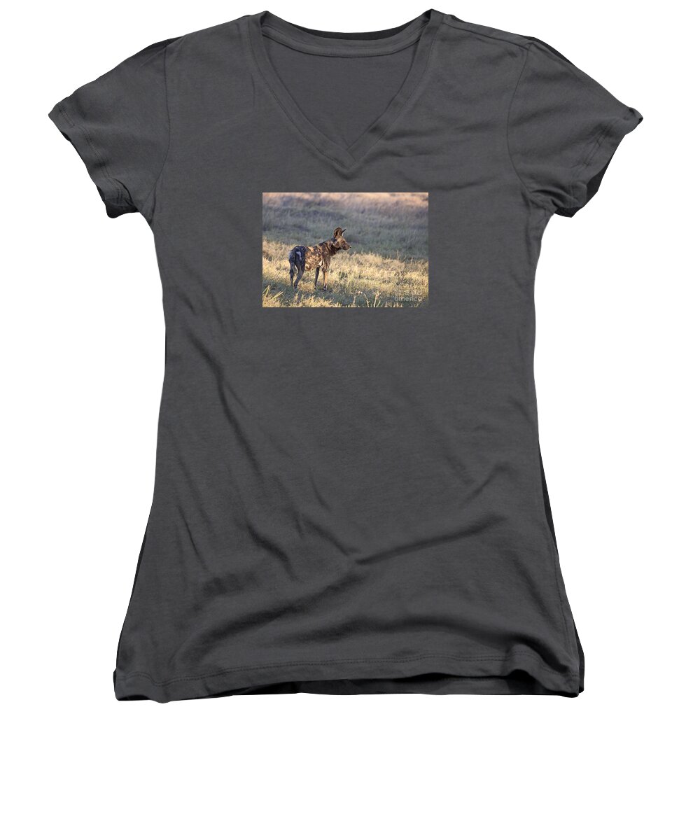 Wild Dog Women's V-Neck featuring the photograph Pregnant African Wild Dog by Liz Leyden