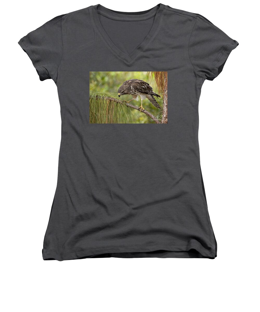Red-shouldered Hawk Women's V-Neck featuring the photograph Red Shouldered Hawk Photo by Meg Rousher