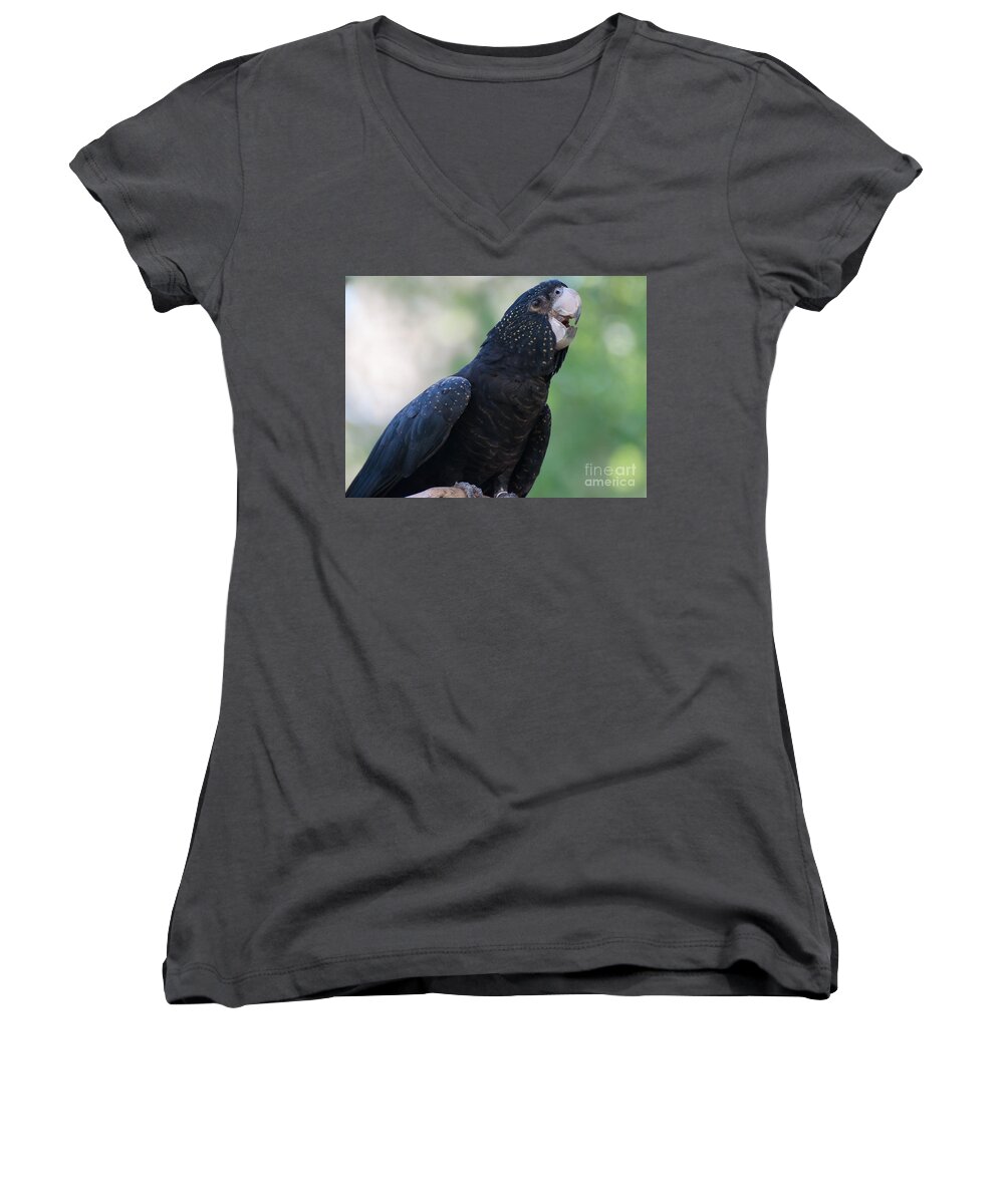 Red-tailed Black Cockatoo Women's V-Neck featuring the photograph Red-Tailed Black Cockatoo by Bianca Nadeau