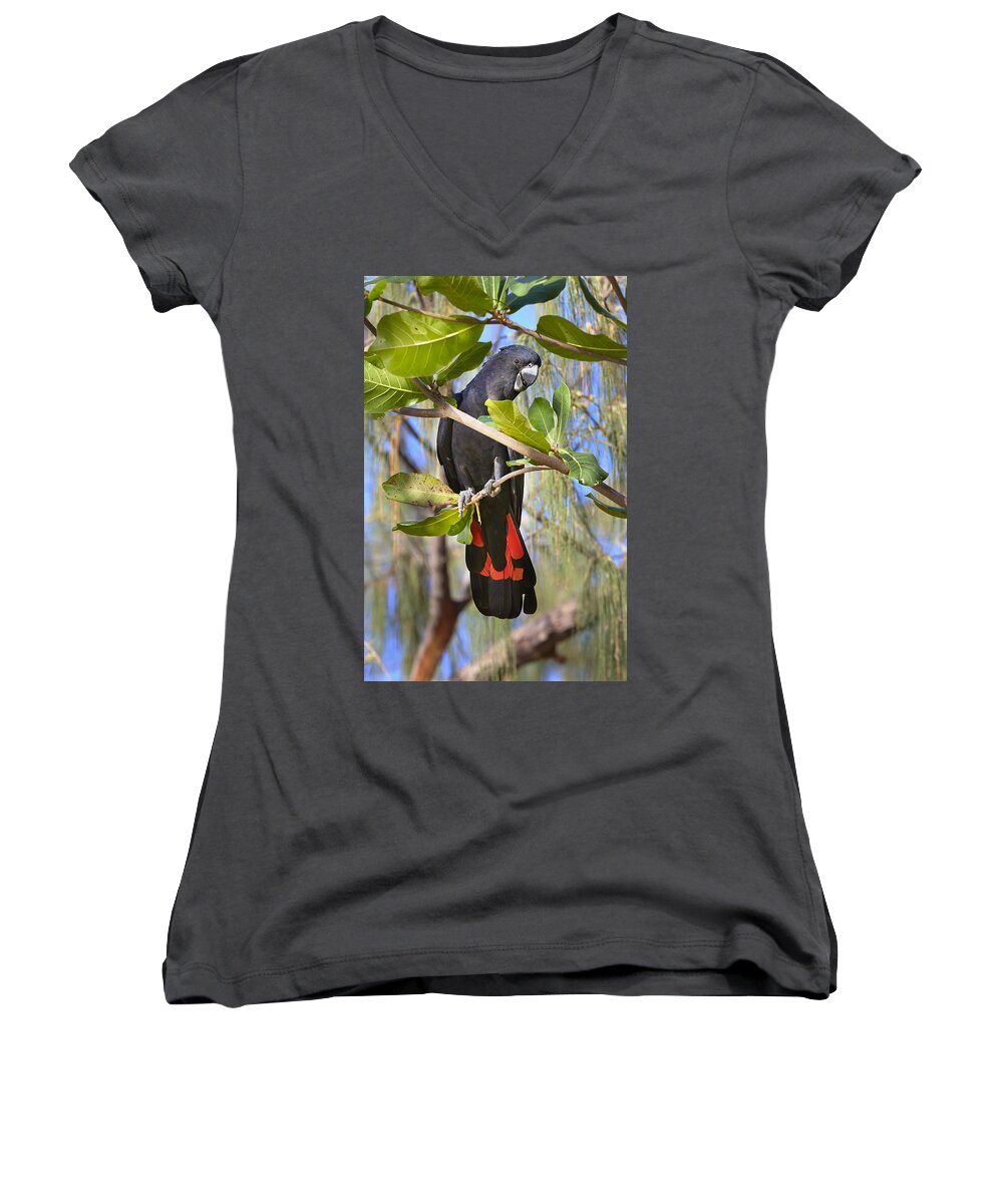 Martin Willis Women's V-Neck featuring the photograph Red-tailed Black-cockatoo Queensland by Martin Willis