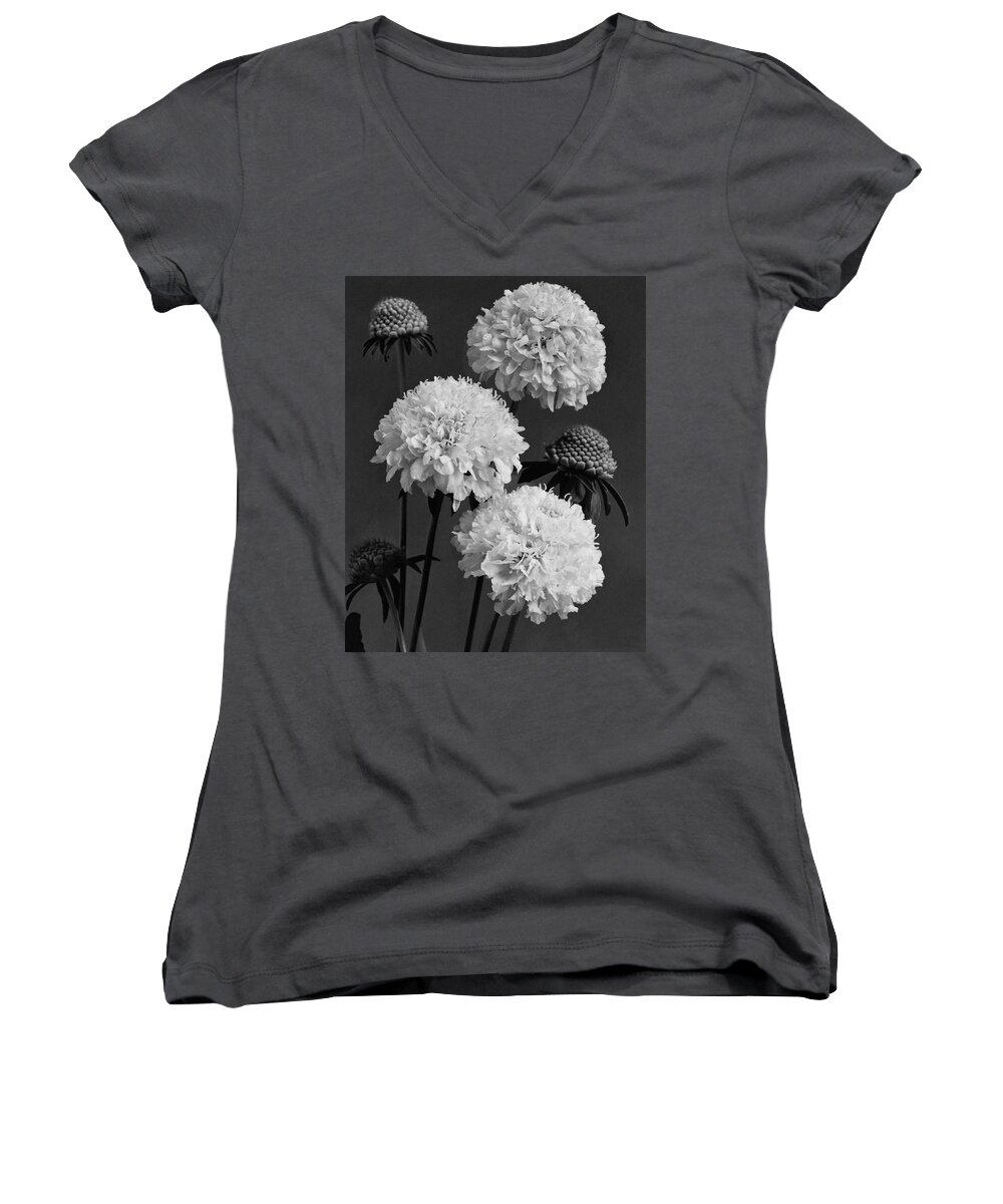 Flowers Women's V-Neck featuring the photograph Scabiosa Peace Flowers by J. Horace McFarland