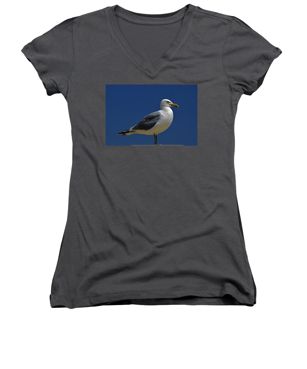 Seagull Women's V-Neck featuring the photograph Seagull Iconic Beach Bird by Bill Swartwout