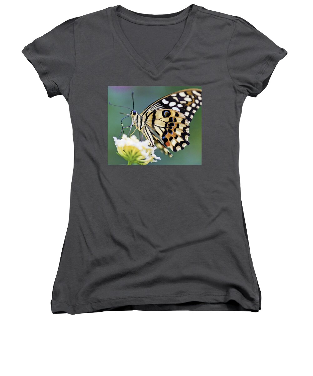 Butterfly Women's V-Neck featuring the photograph Swallowtail Butterfly by Maj Seda