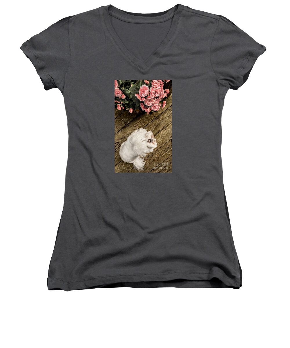 Dog Women's V-Neck featuring the photograph Havanese Puppy by Charlie Cliques