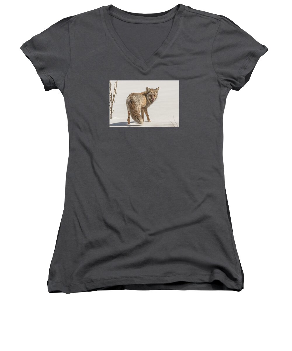Fox Women's V-Neck featuring the photograph The Hungry Fox by Yeates Photography