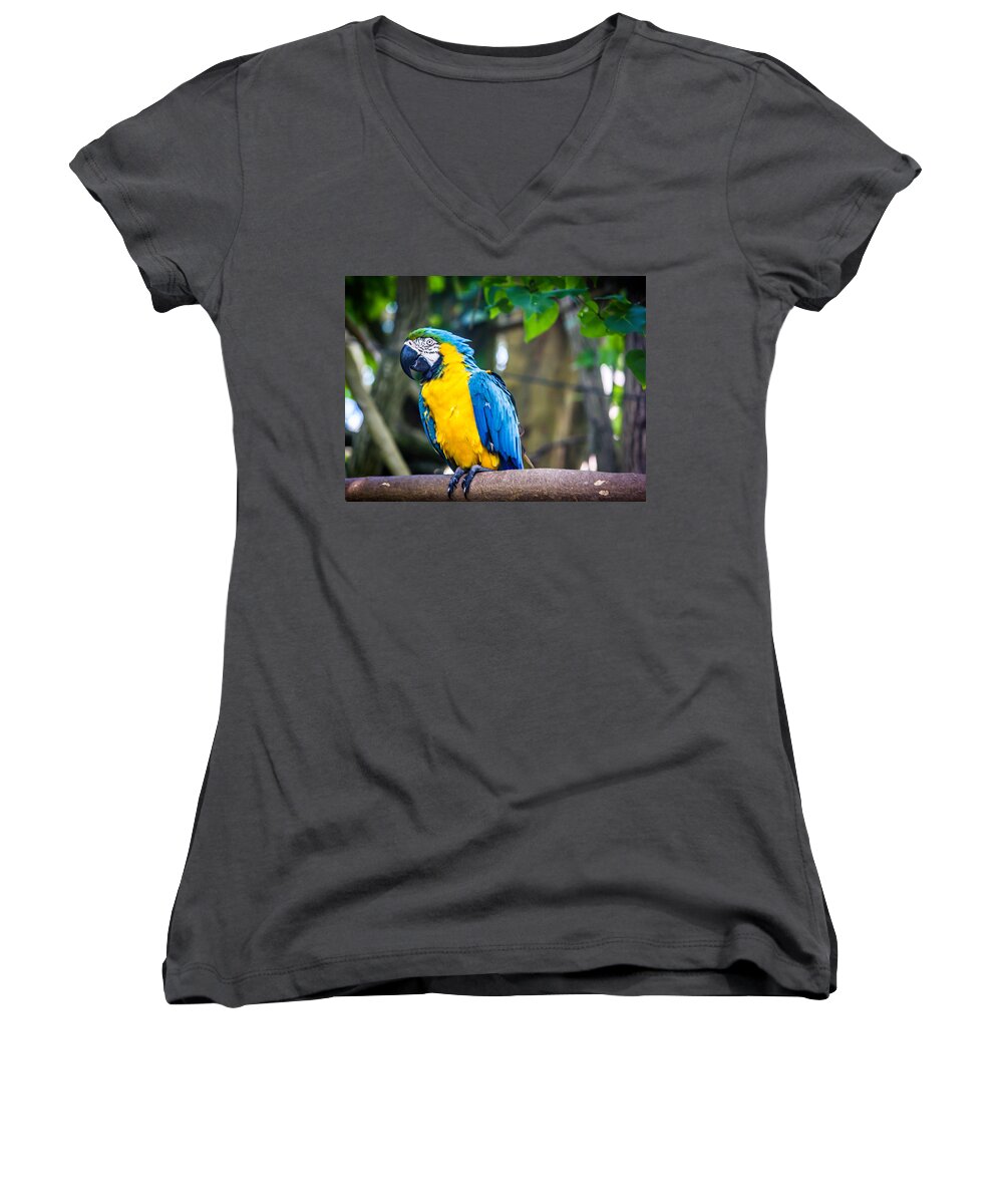 Bird Women's V-Neck featuring the photograph Tropical Parrot by Sara Frank