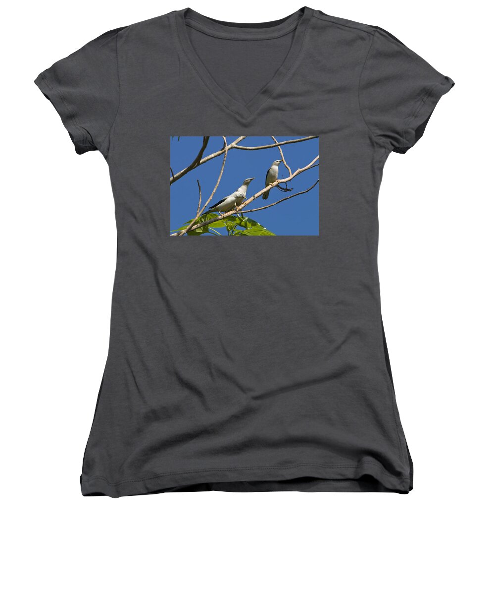 Feb0514 Women's V-Neck featuring the photograph White-headed Starlings Havelock Isl by Konrad Wothe