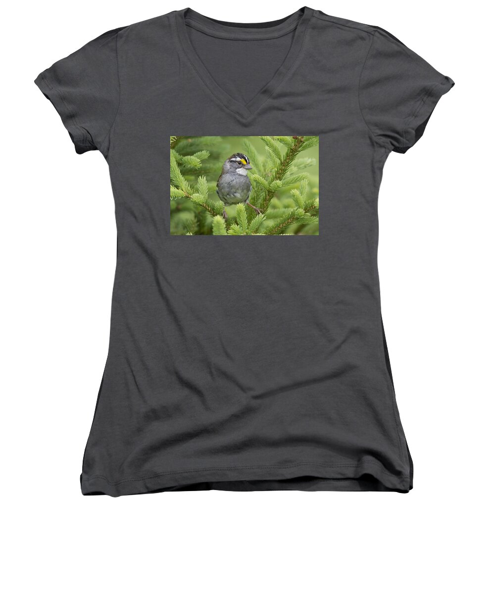 Scott Leslie Women's V-Neck featuring the photograph White-throated Sparrow Male In Breeding by Scott Leslie