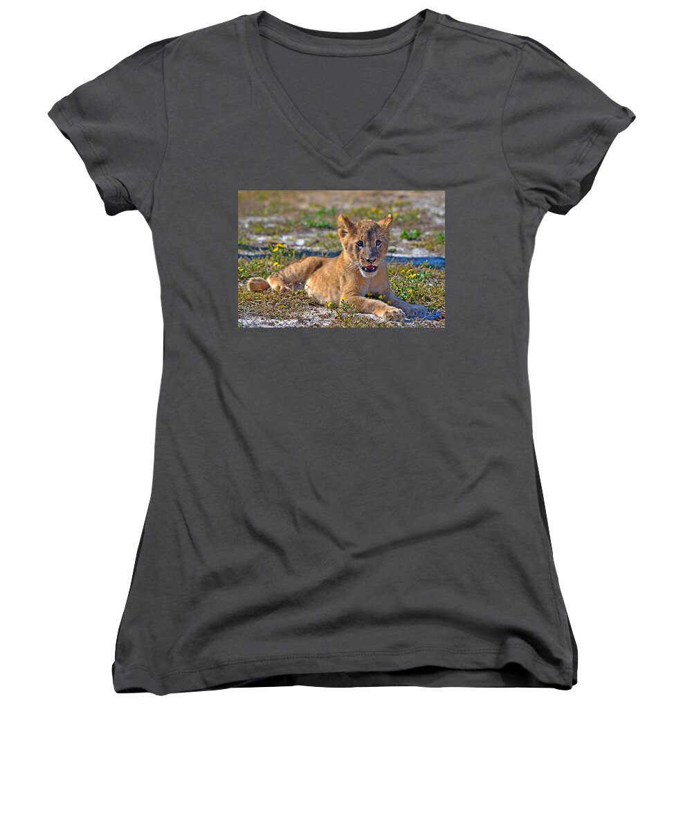 Zootography Women's V-Neck featuring the photograph Zootography3 Zion the Lion Cub Posing by Jeff at JSJ Photography