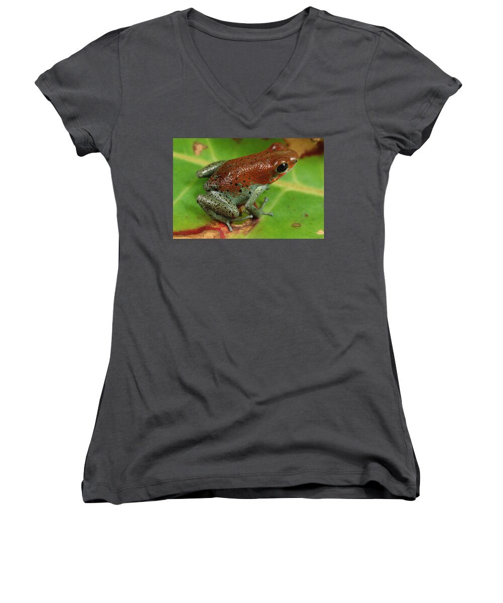 Mp Women's V-Neck featuring the photograph Strawberry Poison Dart Frog Dendrobates #1 by Mark Moffett
