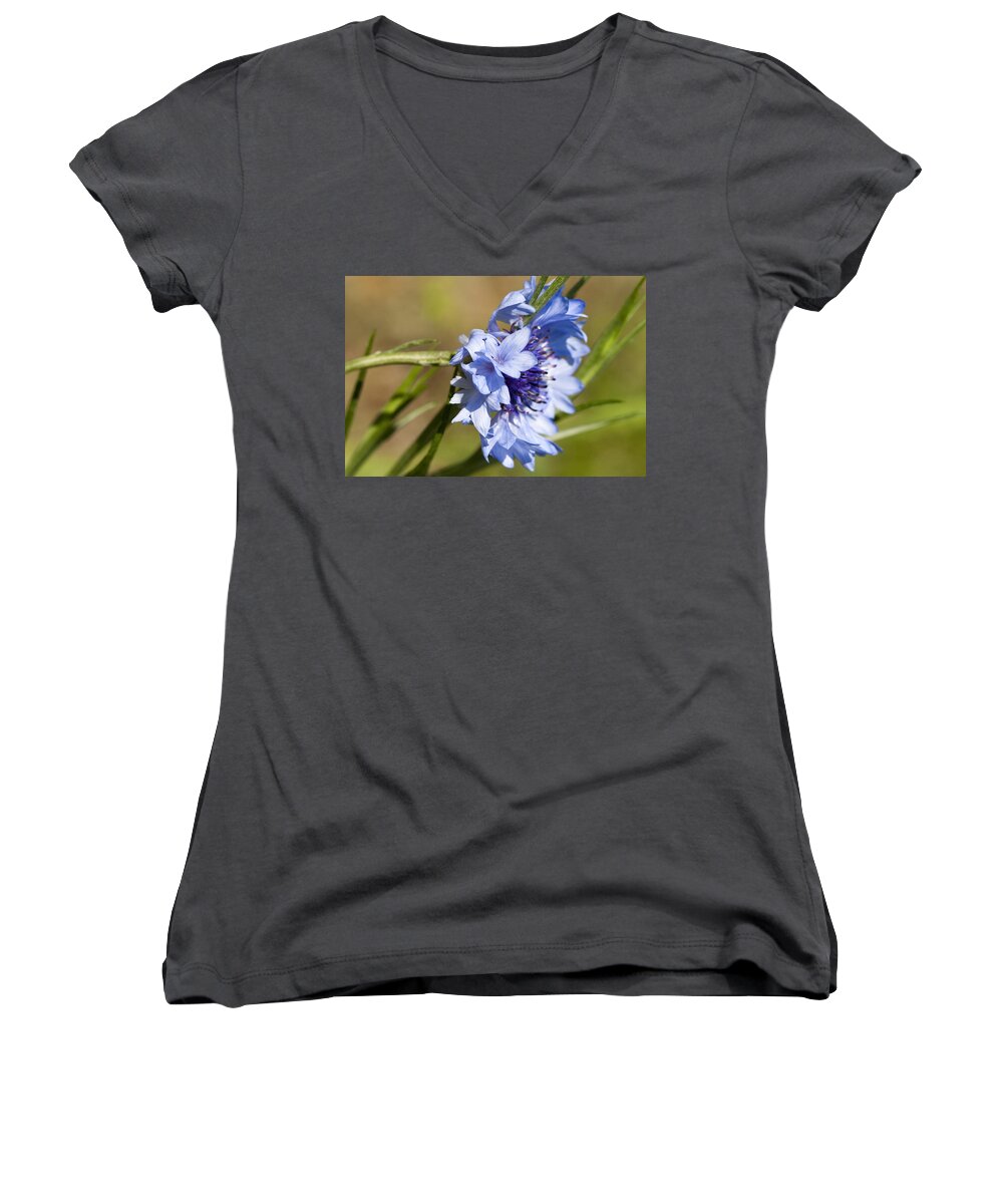 Centaurea Cyanus Women's V-Neck featuring the photograph Bachelor Button Blowin in the Wind by Kathy Clark
