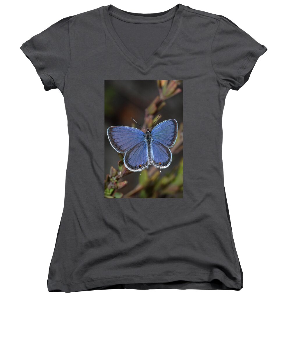 Eastern Tailed Blue Women's V-Neck featuring the photograph Eastern Tailed Blue Butterfly by Daniel Reed