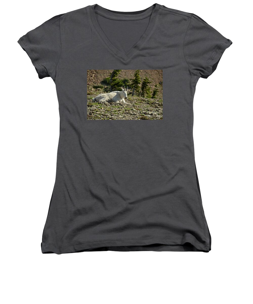 Mountain Goat Women's V-Neck featuring the photograph Mountain Goat by Cassie Marie Photography