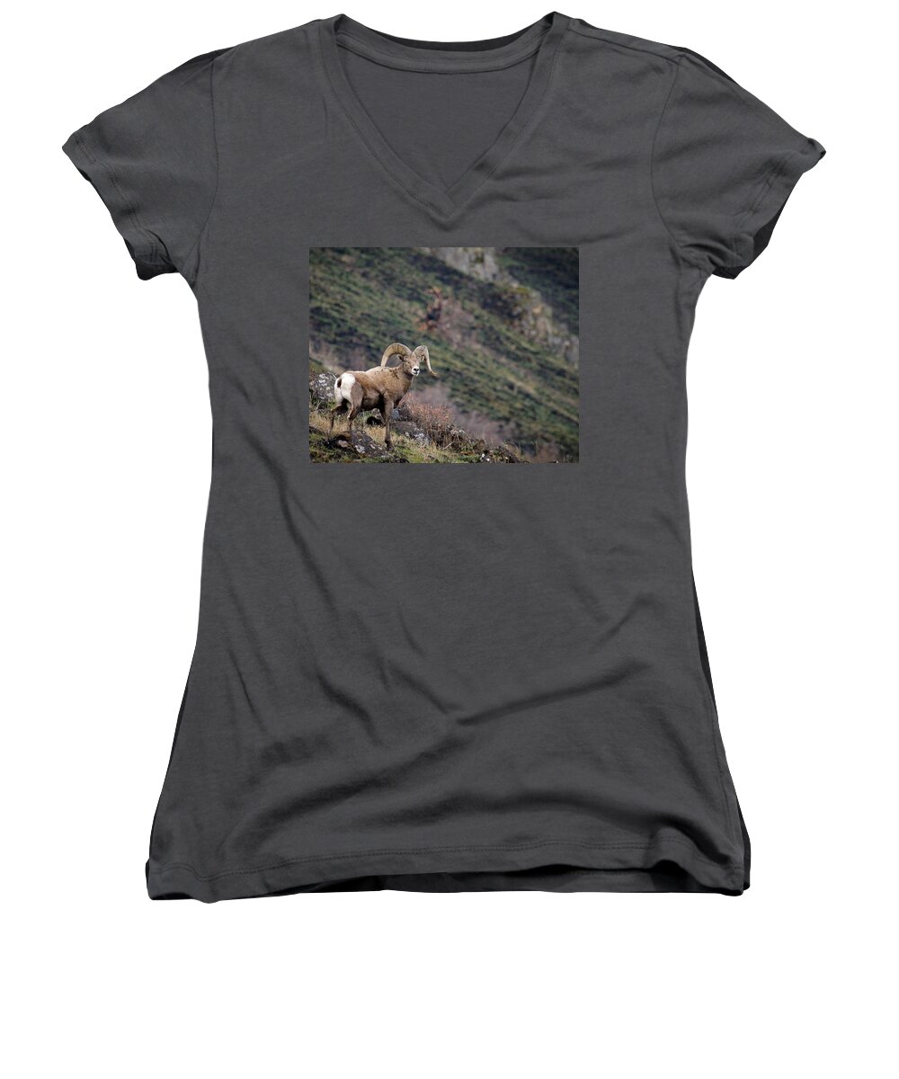 Bighorn Sheep Women's V-Neck featuring the photograph The Overlook by Steve McKinzie