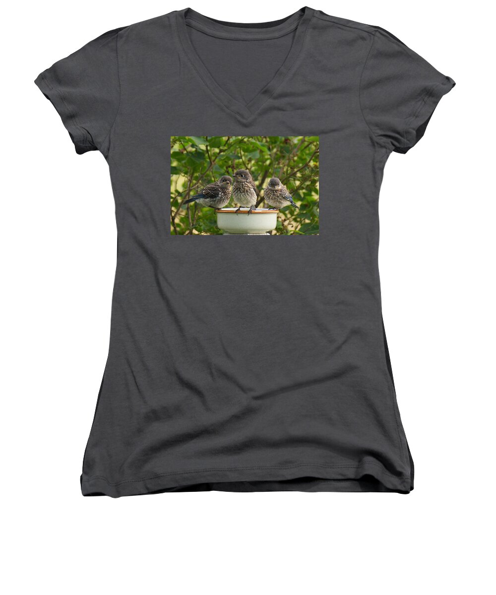 Eastern Bluebirds Women's V-Neck featuring the photograph Trouble Times Three by Bill Pevlor