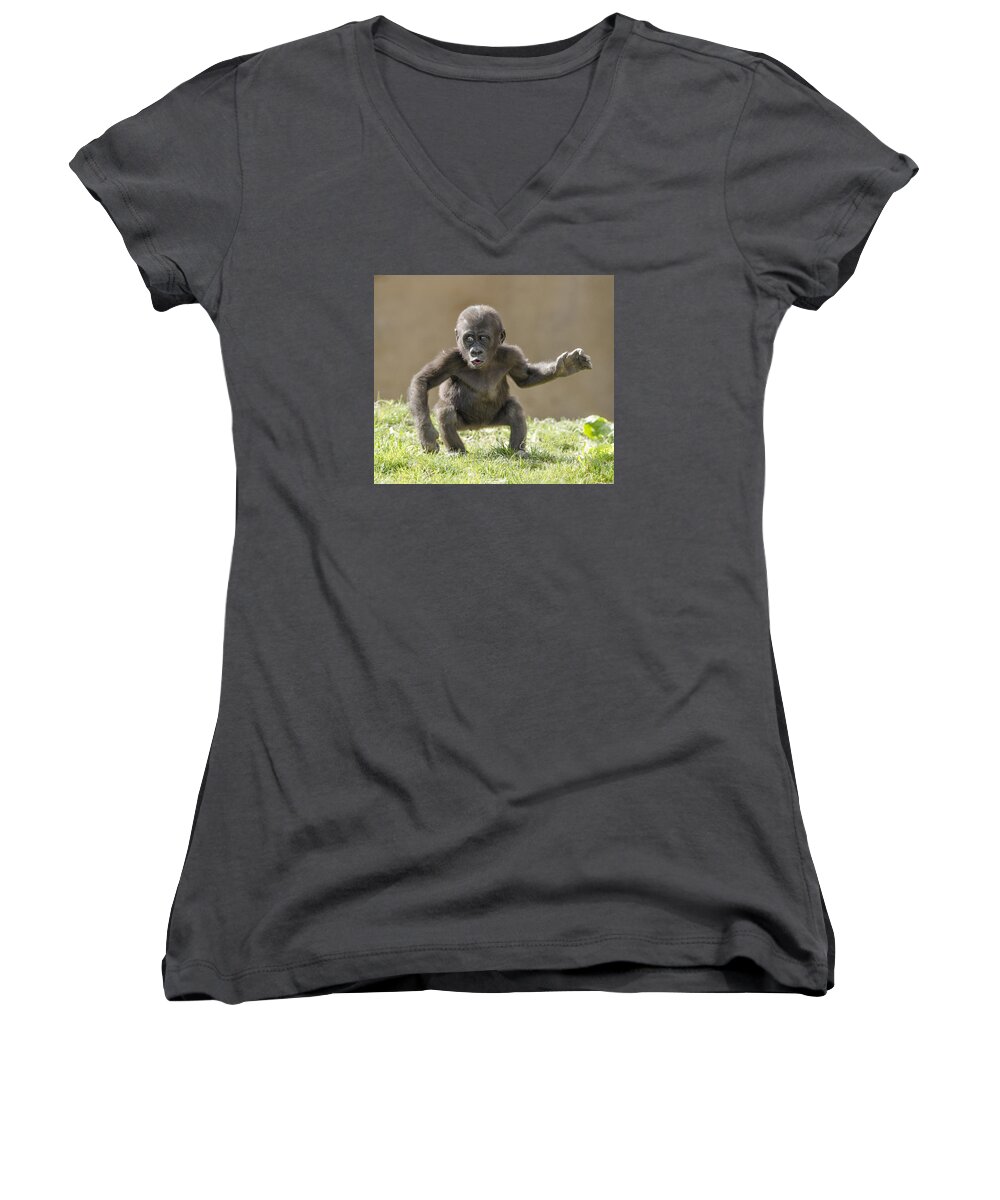 Gorilla Women's V-Neck featuring the photograph Baby Gorilla #1 by William Bitman