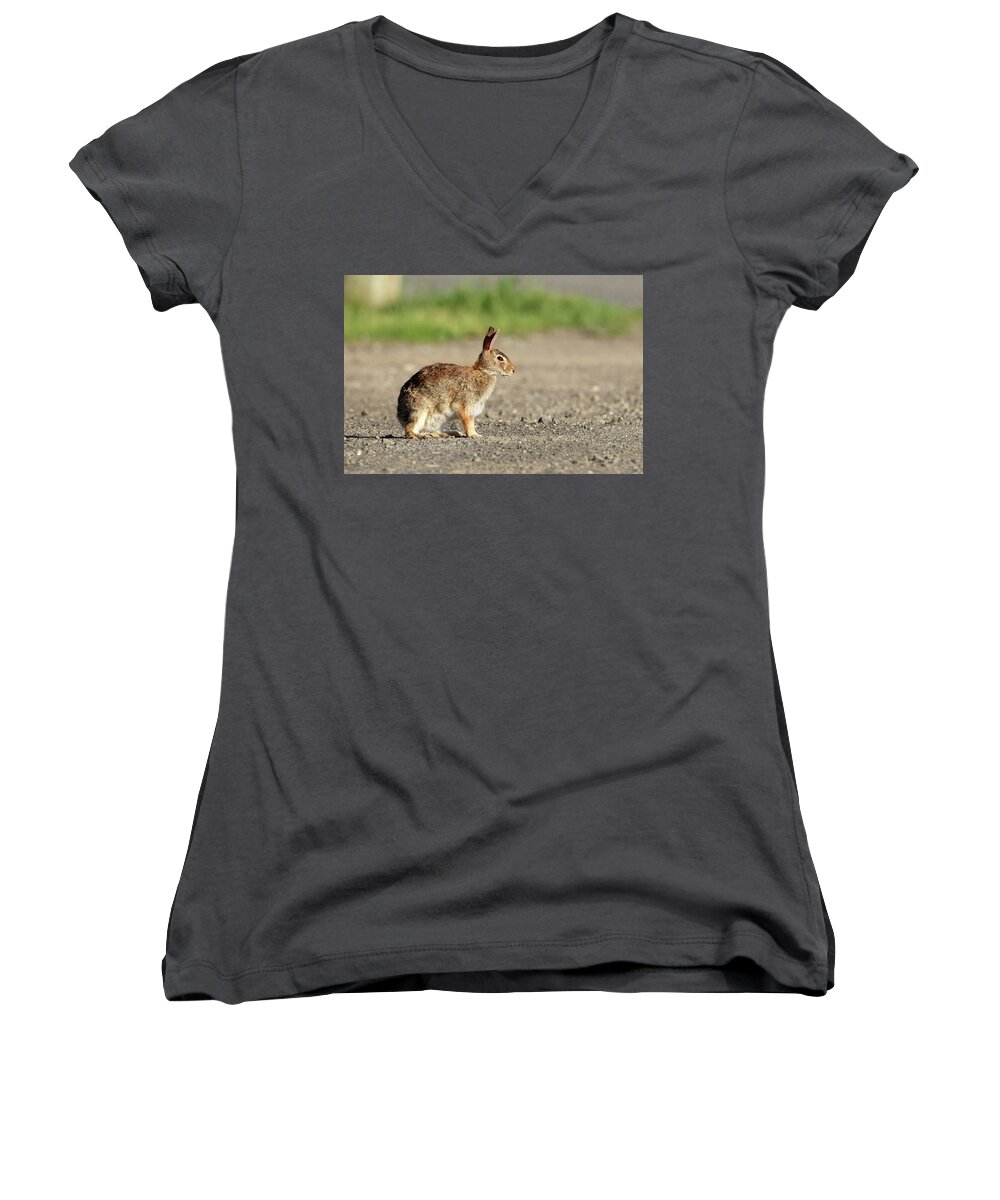 Cottontail Rabbit Women's V-Neck featuring the photograph Cottontail Rabbit Stony Brook New York #1 by Bob Savage