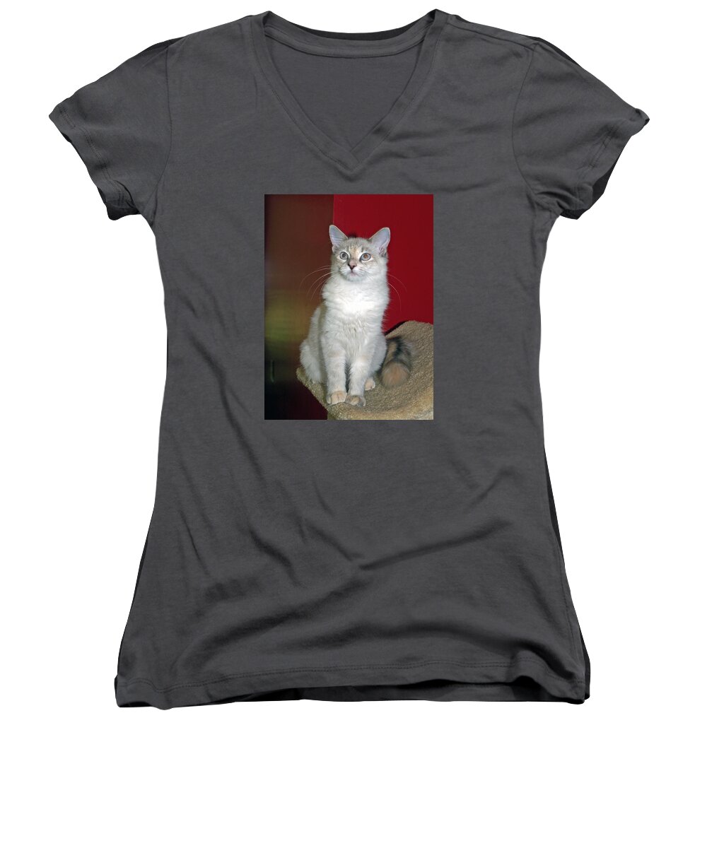 Cat Women's V-Neck featuring the photograph Fluffy #1 by Bob Johnson