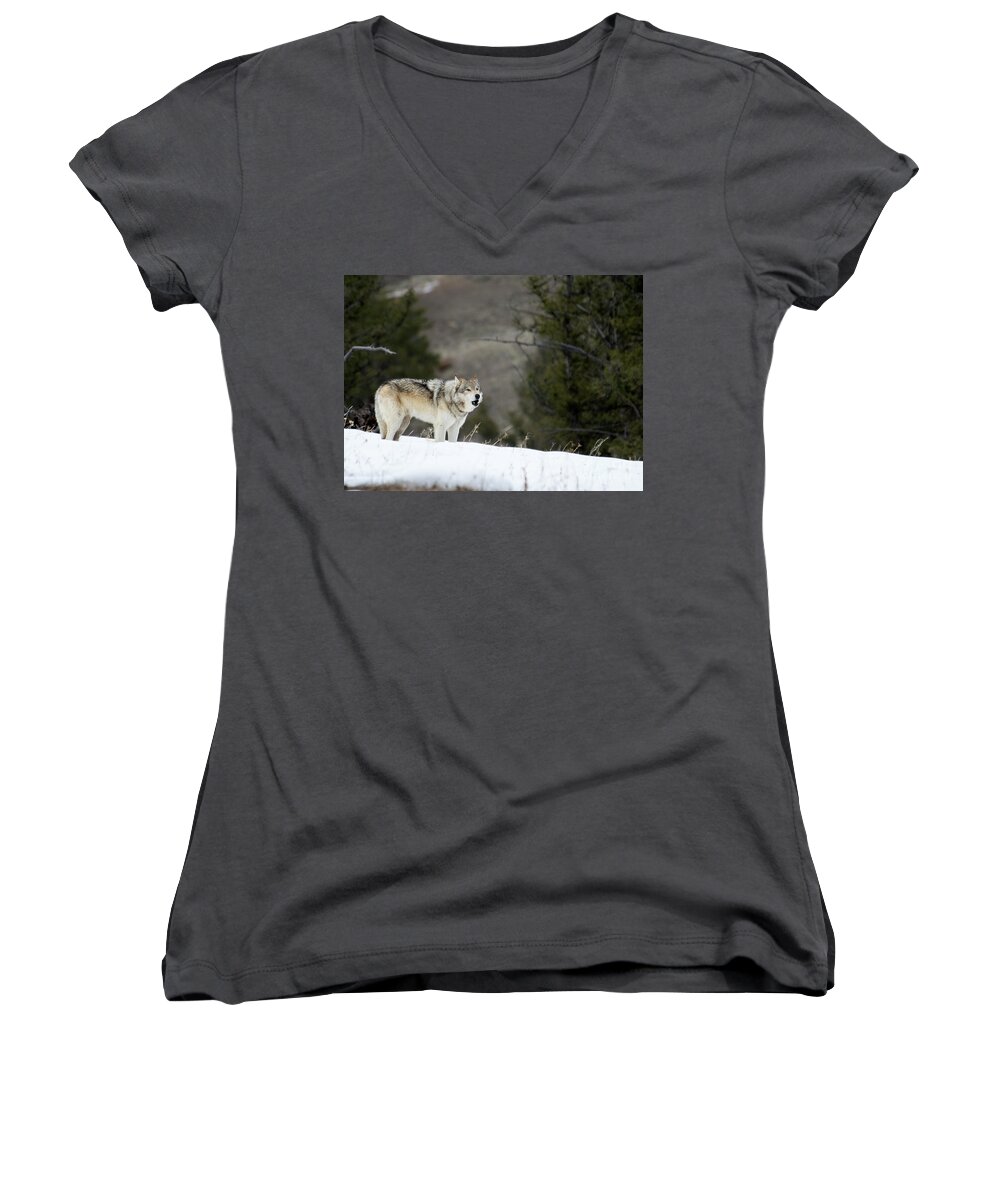 Wolf Women's V-Neck featuring the photograph Mr. Brown #1 by Deby Dixon