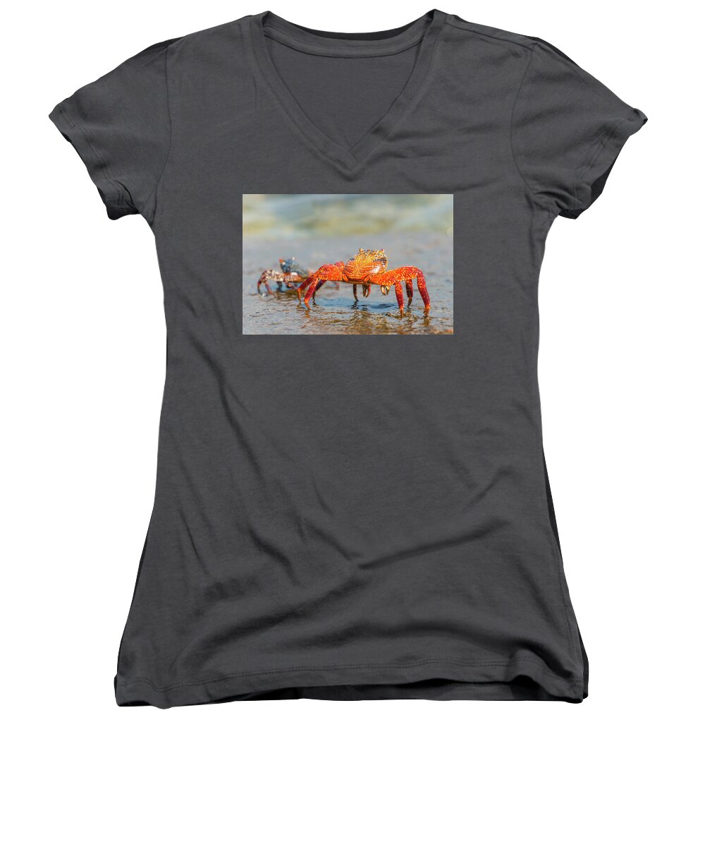 Galapagos Islands Women's V-Neck featuring the photograph Sally Lightfoot crab on Galapagos Islands #1 by Marek Poplawski