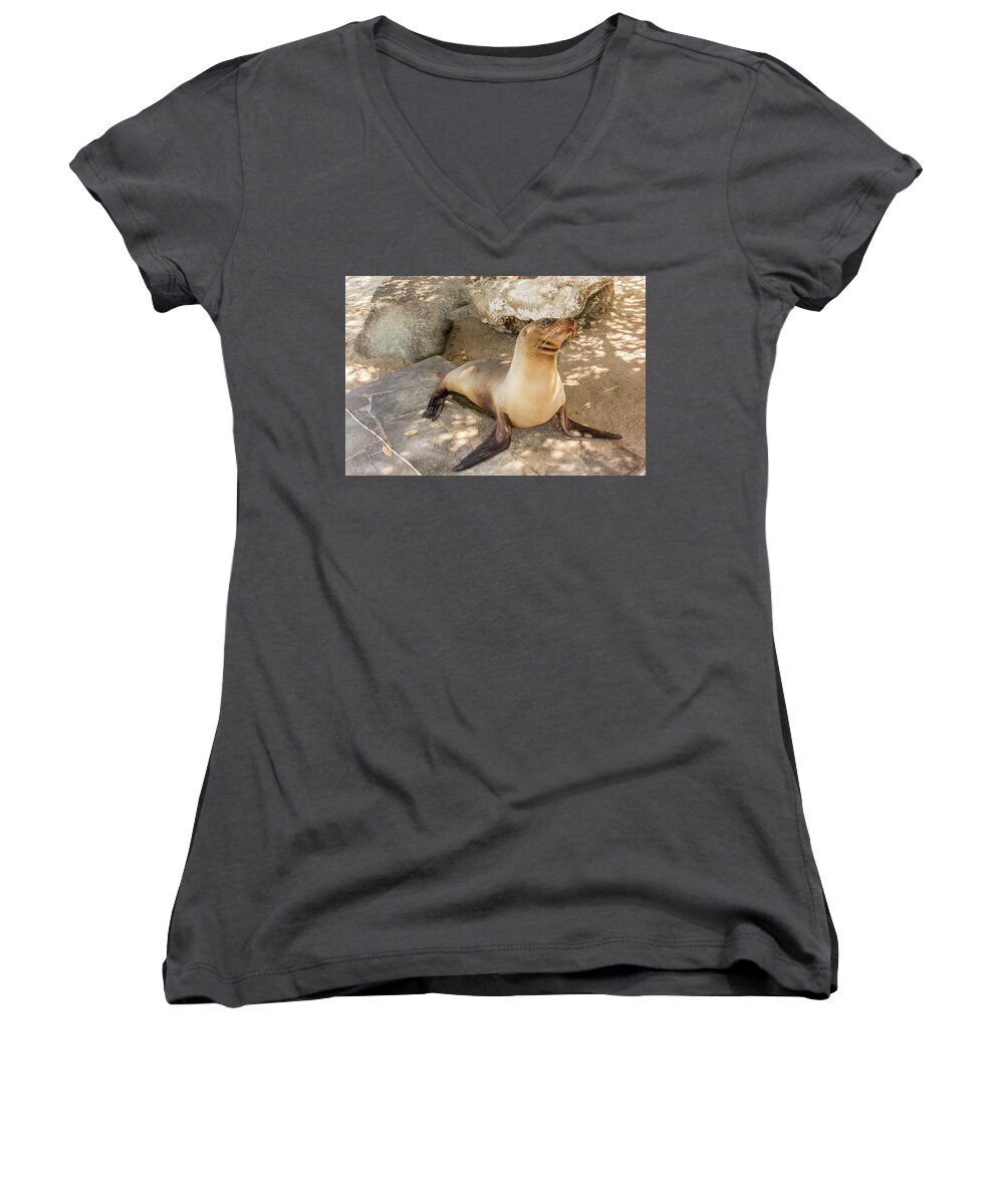 Seal Women's V-Neck featuring the photograph Sea Lion on the beach, Galapagos Islands #1 by Marek Poplawski