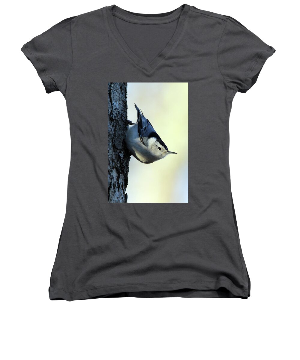 White Breasted Nuthatch Women's V-Neck featuring the photograph White Breasted Nuthatch Wading River New York #1 by Bob Savage