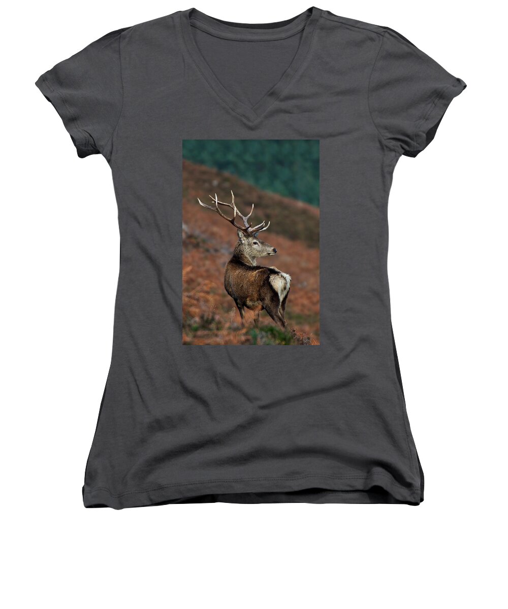 Red Deer Stag Women's V-Neck featuring the photograph Red Deer Stag #10 by Gavin Macrae