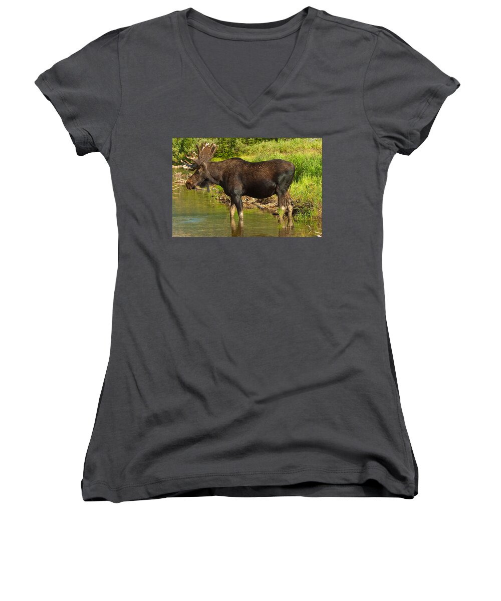 Bull Moose Women's V-Neck featuring the photograph Moose #2 by Sebastian Musial