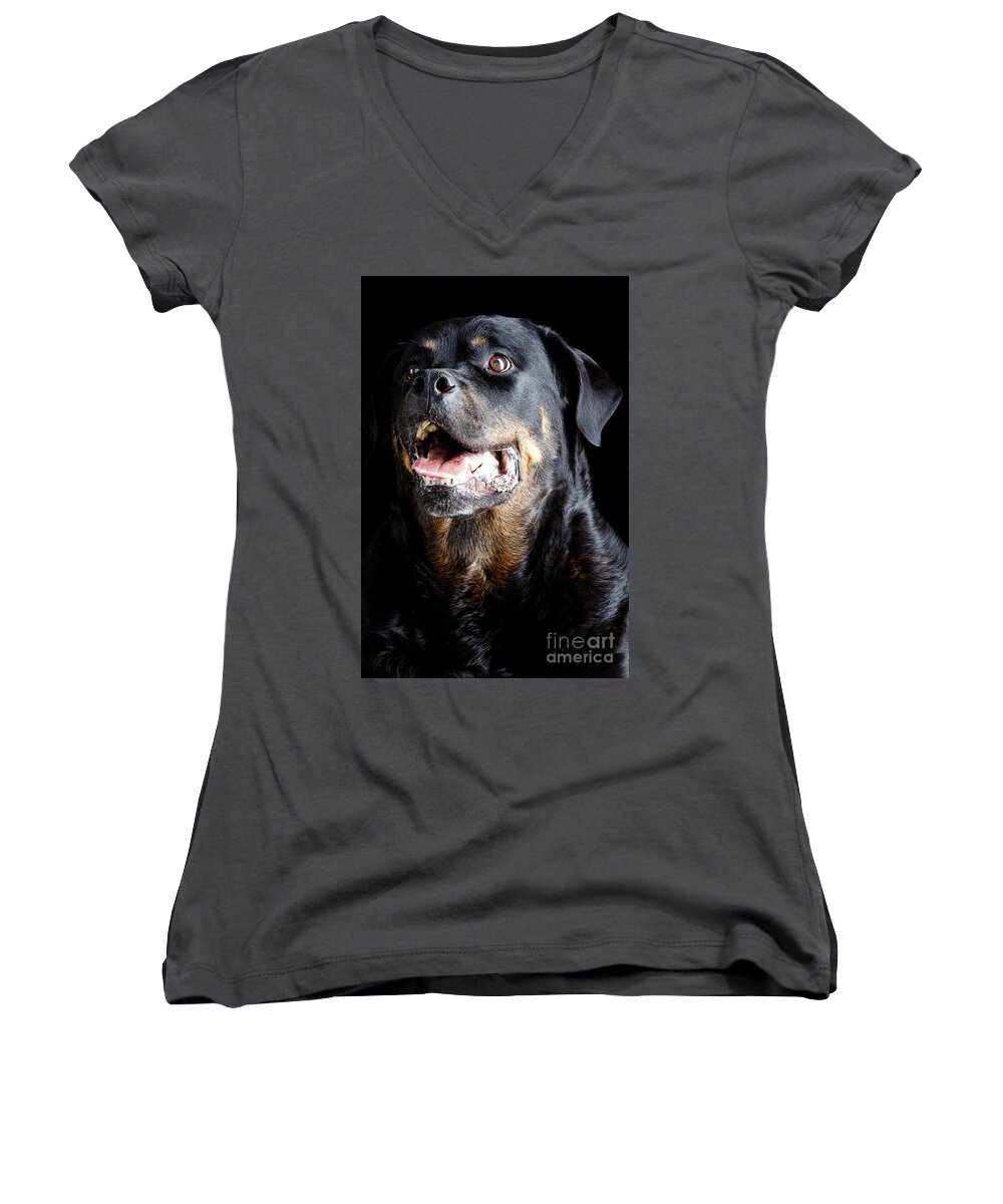 Animal Women's V-Neck featuring the photograph Rottweiler dog #2 by Gunnar Orn Arnason