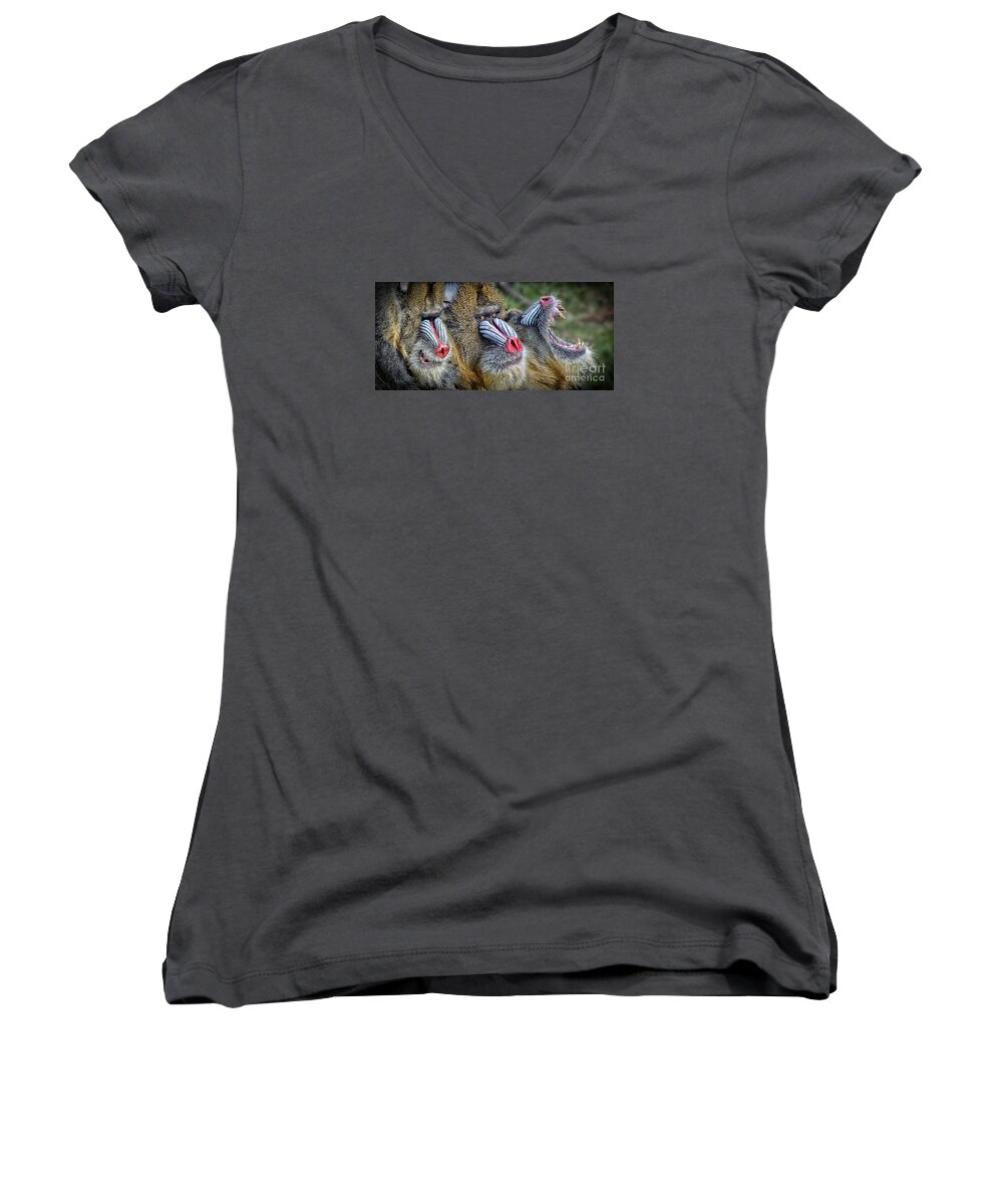 Mandrill Women's V-Neck featuring the photograph 3 Male Mandrills by Jim Fitzpatrick