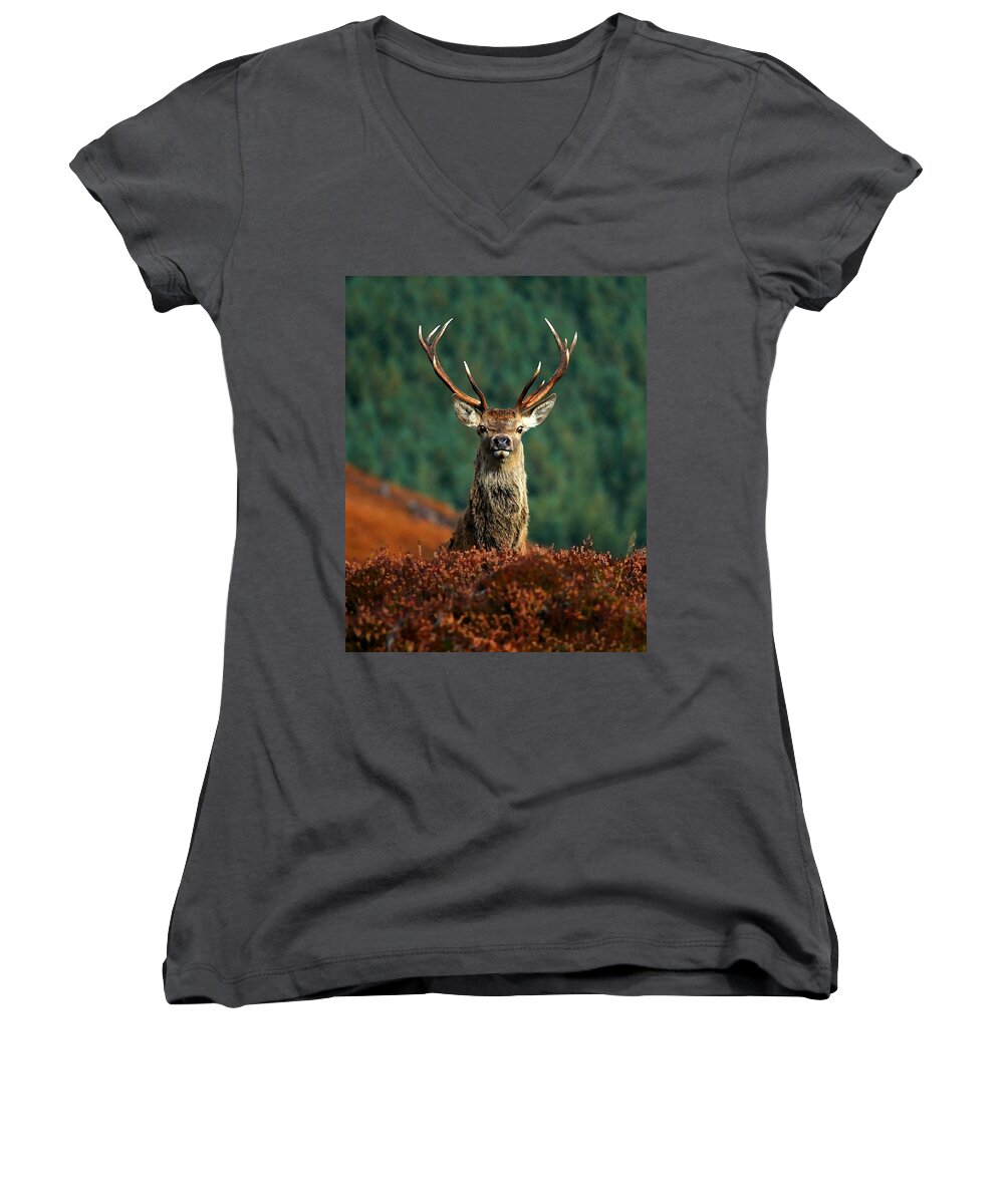 Red Deer Stag Women's V-Neck featuring the photograph Red deer stag #9 by Gavin Macrae